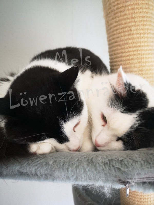 Lewi und Tjoma Lewi und Tjoma